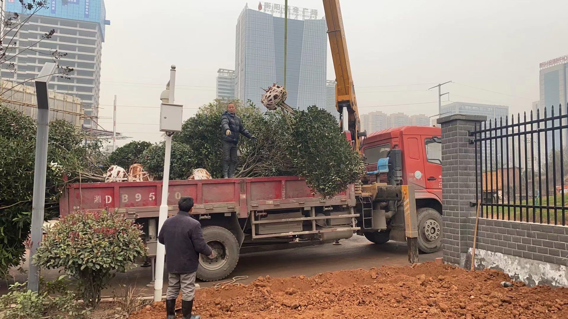 1612679504104055.jpg 吊下樹(shù)木 王孟喜攝.jpg